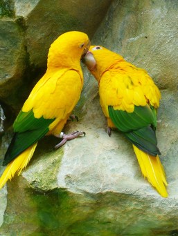 Lovebirds