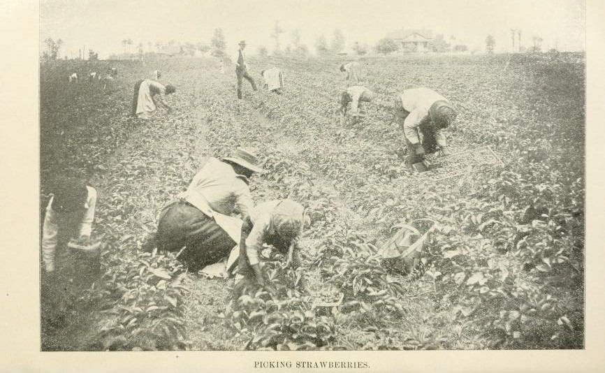 Picking strawberries GA Dept Agriculture 1901 14776970421 httpswww.flickr.comphotosinternetarchivebookimages14776970421