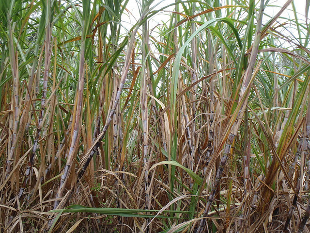 Sugar cane Picture by John S. Quarterman for Okra Paradise Farms Berrien County GA 2012 Flickr