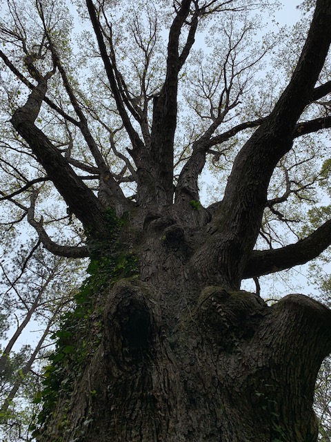 Best Connally Nature Park Hank Aaron 1
